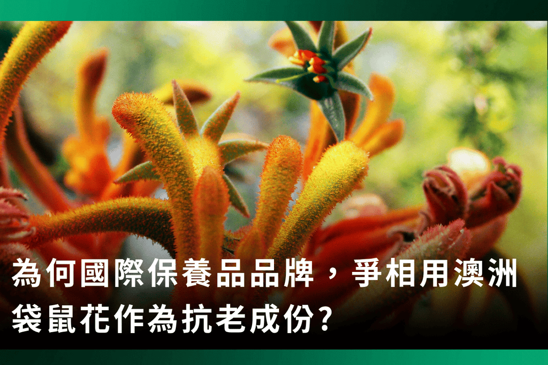為何國際保養品品牌爭相使用來自澳洲袋鼠花作為植萃抗老成份 | 從科學實證來看澳洲袋鼠花在修復抗老的功效